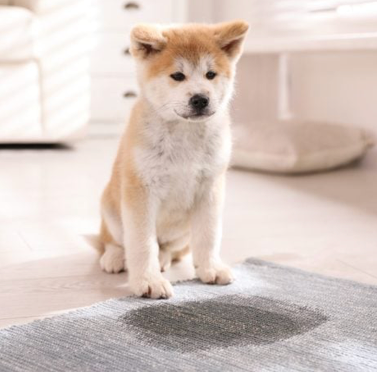 How to Remove Dog or Cat Urine from Carpet: A Step-by-Step Guide