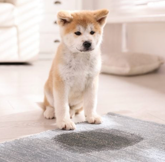 How to Remove Dog or Cat Urine from Carpet: A Step-by-Step Guide